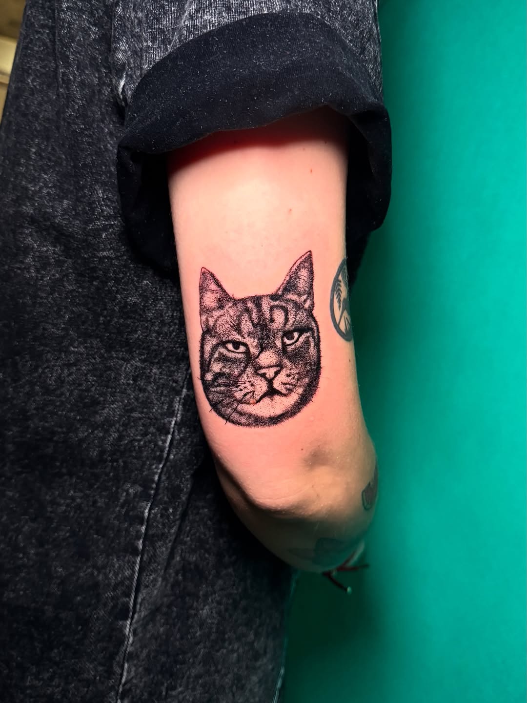 Tatuaż kota na ramieniu — realistyczny, Talar ink tattoo, Kraków
