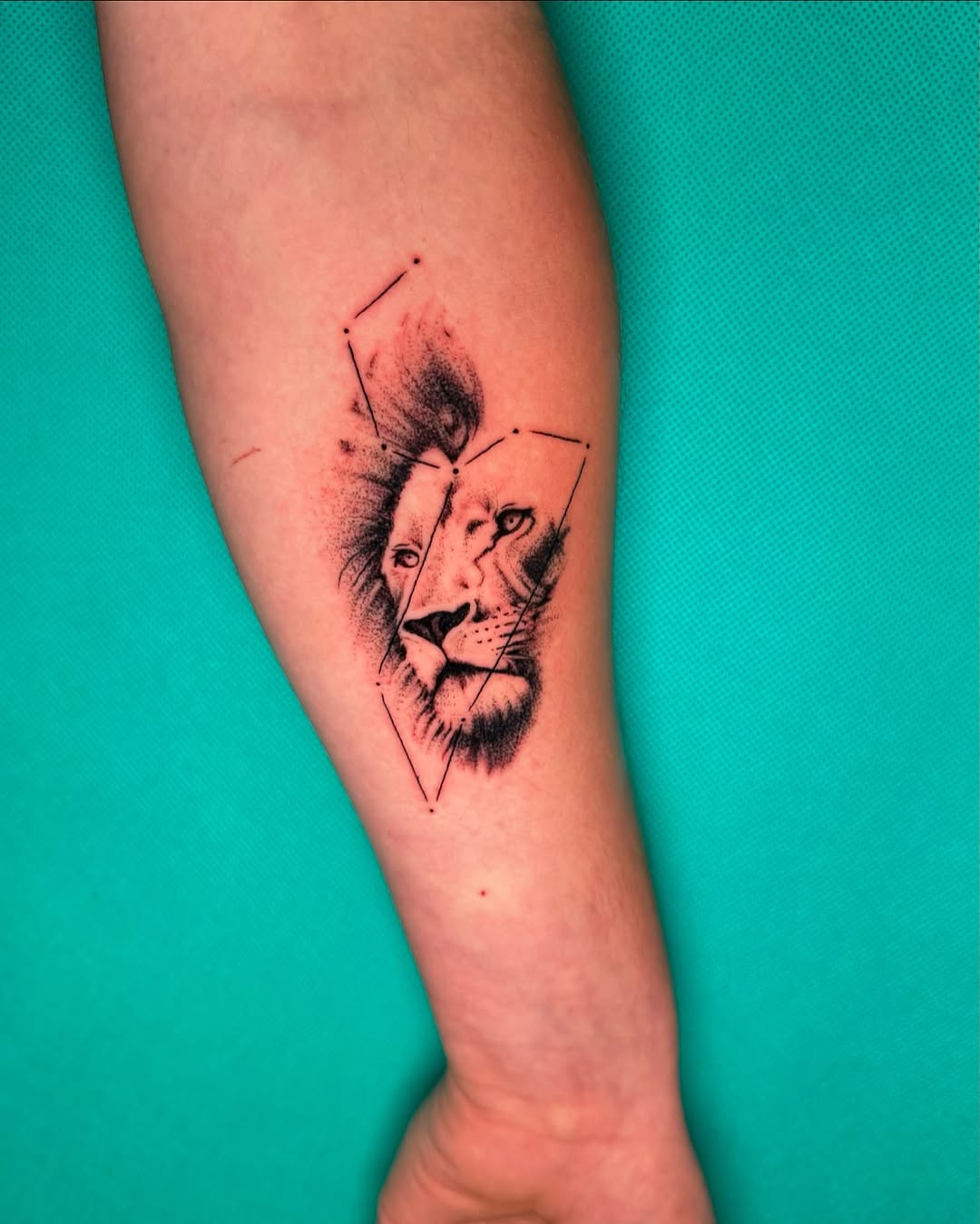Tatuaż lwa na przedramieniu — czarno-biały, ilustracyjny, Talar ink tattoo, Kraków