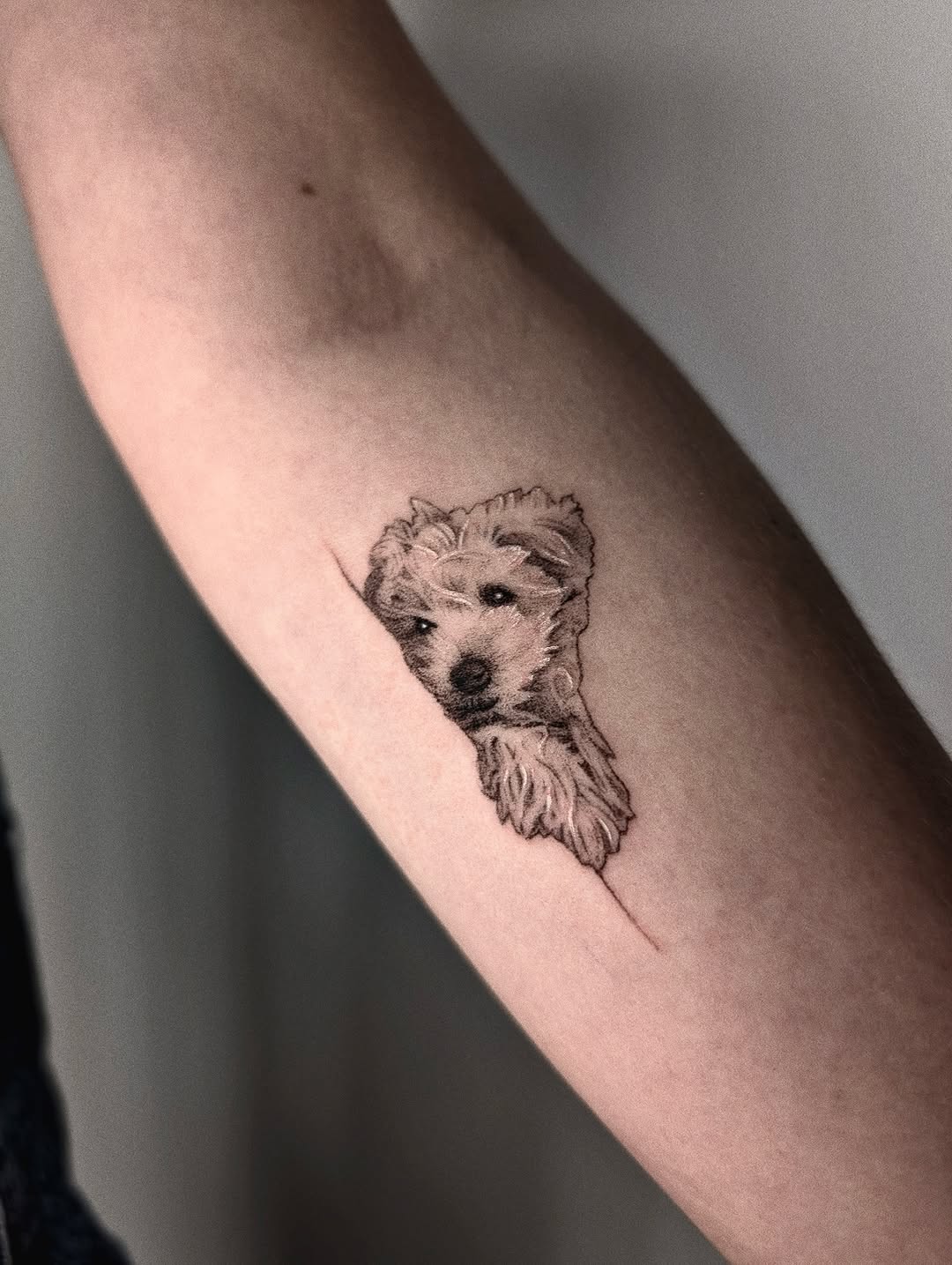 Tatuaż psa na przedramieniu — realizm, Gabriel, Kraków
